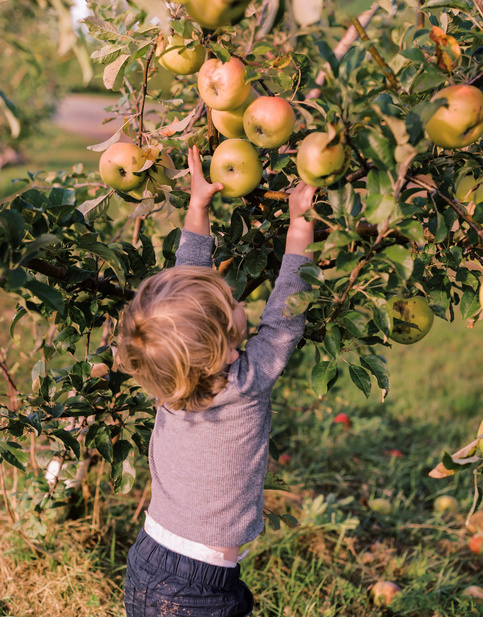 Dziecko zrywające jabłka z drzewa